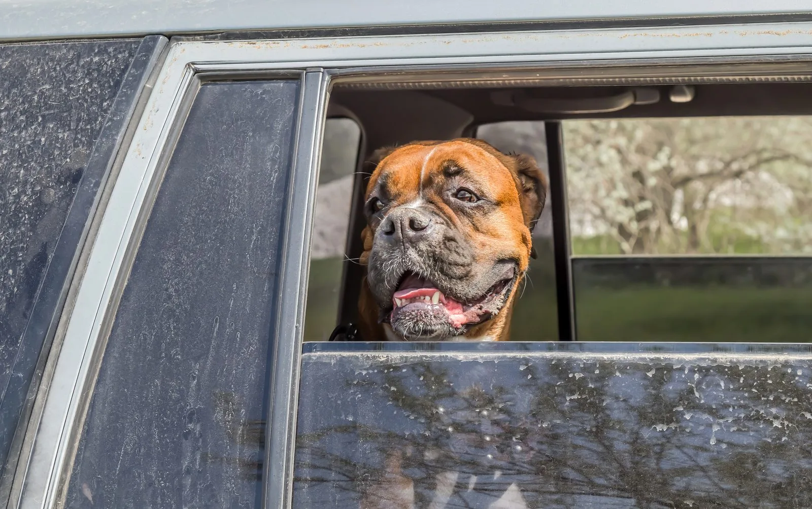 Resa med hund inom EU – pass och rabiesvaccin krävs