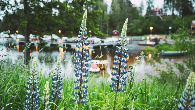 Dans kring midsommarstången på midsommarafton