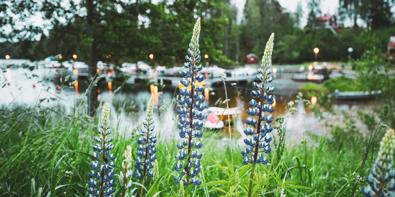 Dans kring midsommarstången på midsommarafton