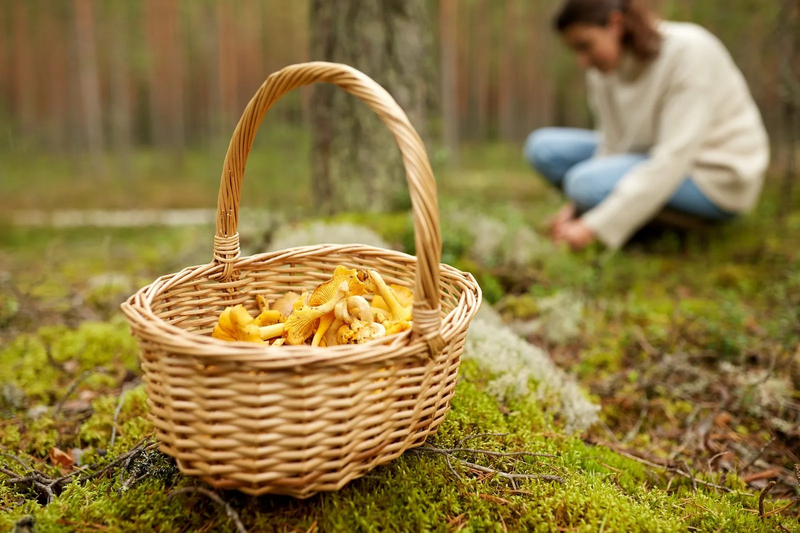 Svampplockning med korg full av kantareller i skogen
