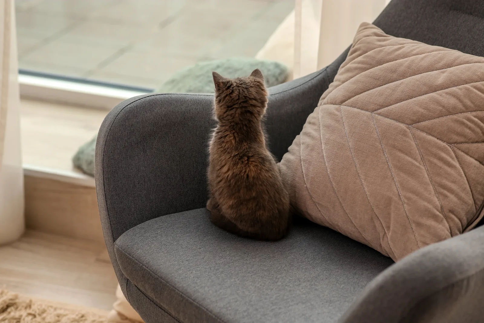 Katt i soffa hemma, illustration till artikel om vad det kostar att ha katt
